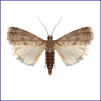 Mediterranean Flour Moth J F Oakes